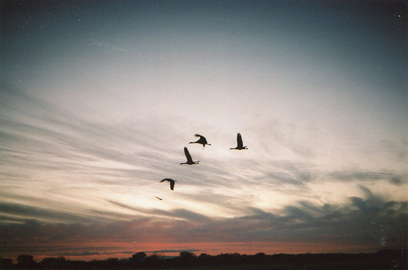 Sandhill cranes at dawn, Bosque del Apache, New Mexico, 2014 photo © Nancy Stark Smith